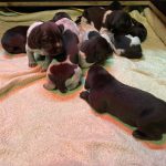 Von-der-Elbe E-Wurf 1