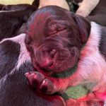 Von-der-Elbe E-Wurf 2