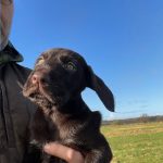 Von-der-Elbe E-Wurf 3