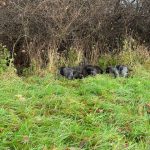 Von-der-Elbe E-Wurf 4