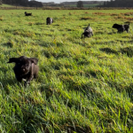 Von-der-Elbe E-Wurf 6