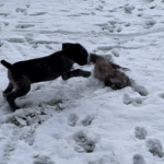 Von-der-Elbe E-Wurf 7