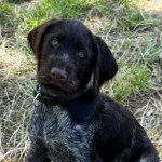 Von-der-Elbe Welpen F-Wurf 10