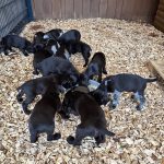 Von-der-Elbe Welpen F-Wurf 2