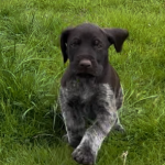 Von-der-Elbe Welpen F-Wurf 4