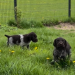 Von-der-Elbe Welpen F-Wurf 5