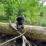 Von-der-Elbe Welpen F-Wurf 7