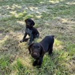 Von-der-Elbe Welpen F-Wurf 8