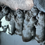 Von-der-Elbe Welpen F-Wurf